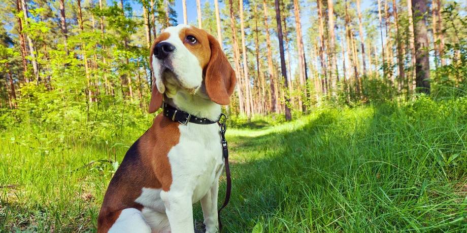 陌生人|最容易“被拐”的6种狗,一只鸡腿就搞定!