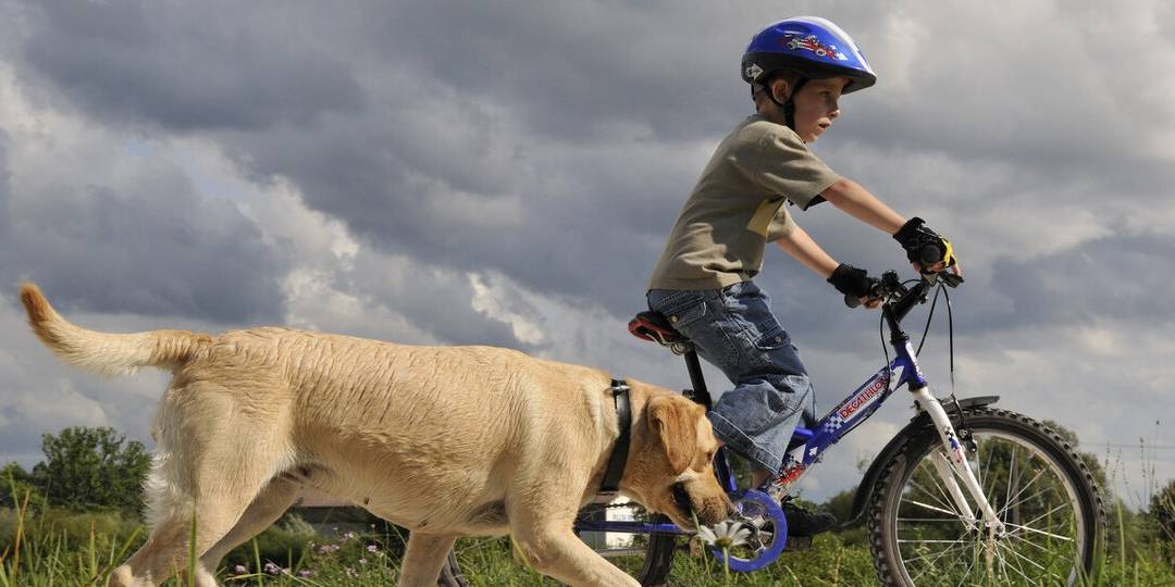 陌生人|最容易“被拐”的6种狗,一只鸡腿就搞定!