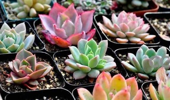 开花就死 的多肉真不少 看见花芽及时剪 不然立马死翘翘 进行 花苞 修剪