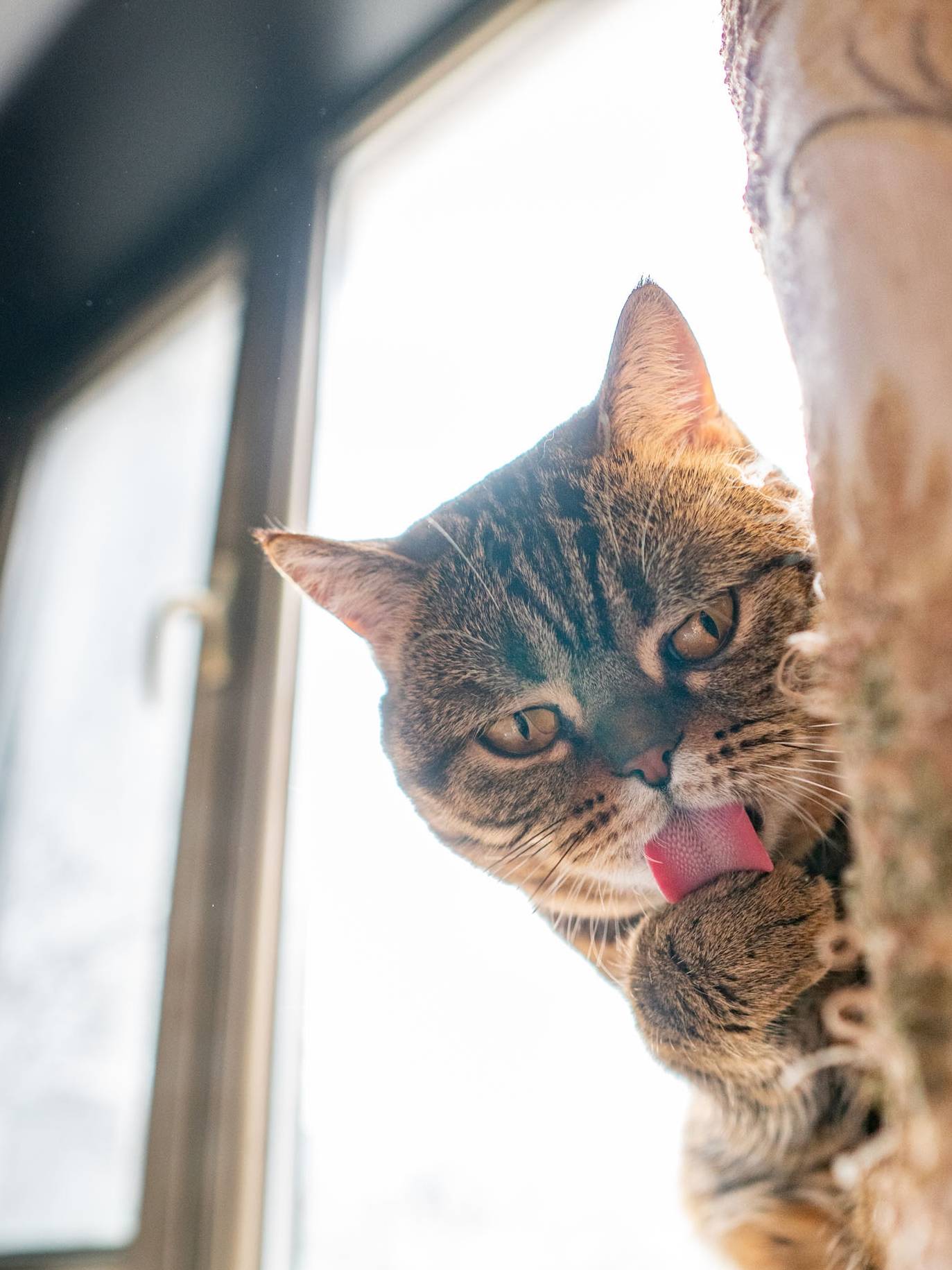 花猫猫全部视频 58d592a686f84d3d8482f4ea453aa006.jpeg