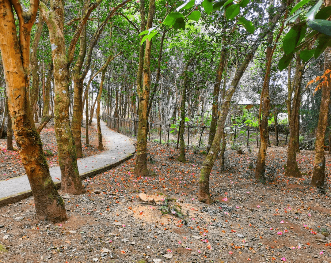 冬日|【和睦花开】马站乡和睦村——冬日里的一抹红光