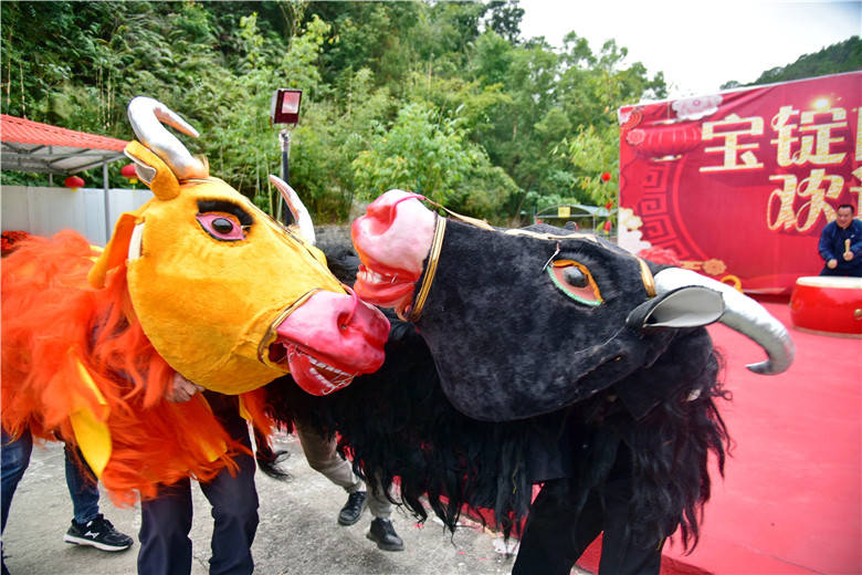 肇庆广宁宝锭山景区举行新春民俗活动游客可以舞牛犁田鞭打春牛