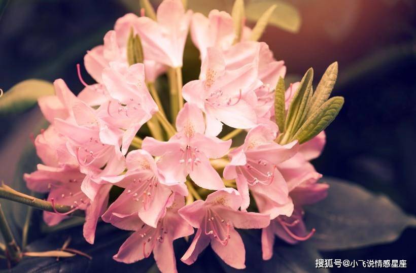 红鸾天喜桃花的区别 3bdd739ec15c4a4b95390640bd9333ca.jpeg