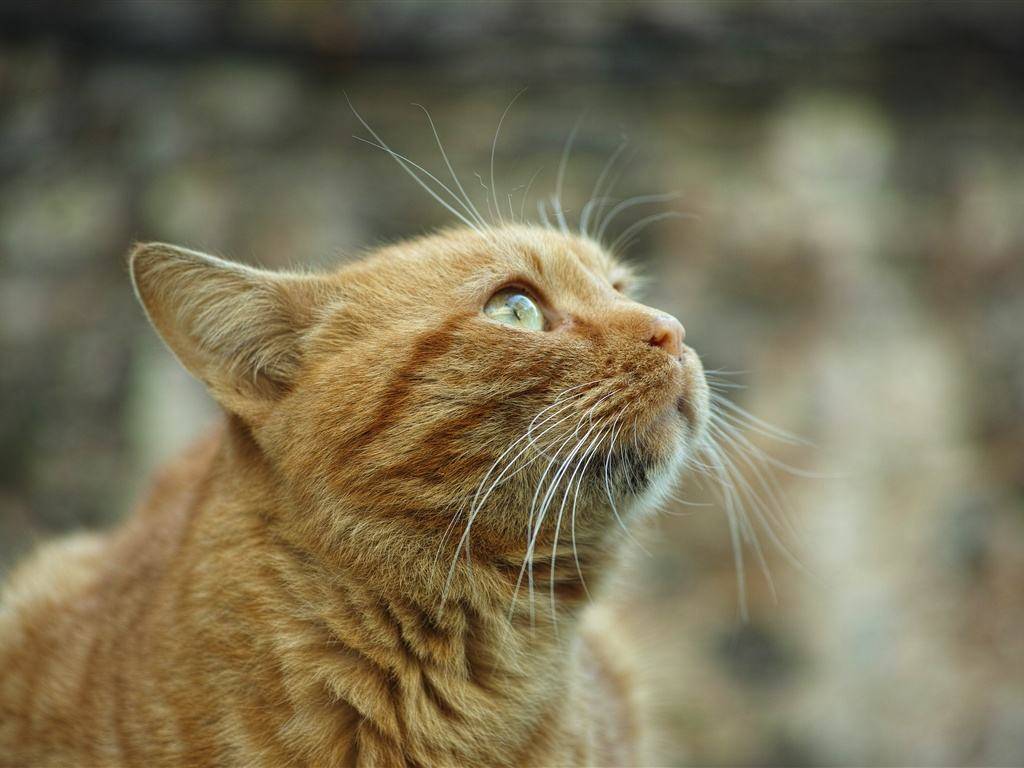 橙色虎年说虎!为什么老虎是鲜艳的橙色?不会很容易被猎物发现吗?