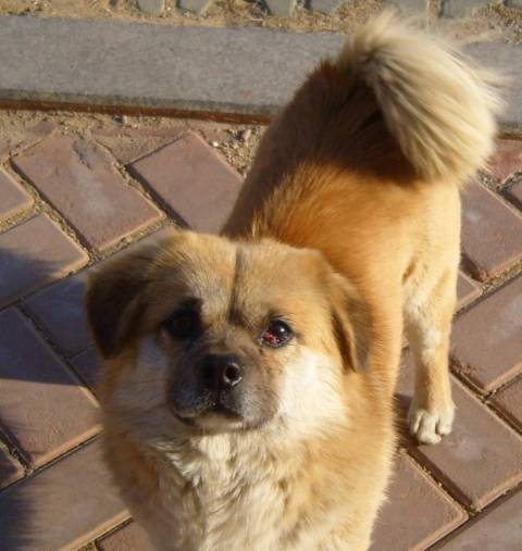 怎么养狗家里没味道 597355a955da426bafaf7cb1173f20b6.jpeg