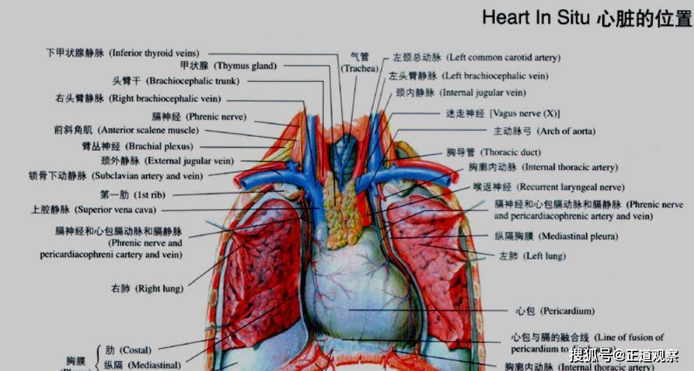 原創美國男子移植豬的心臟手術3天后無異常移植面臨的挑戰多大