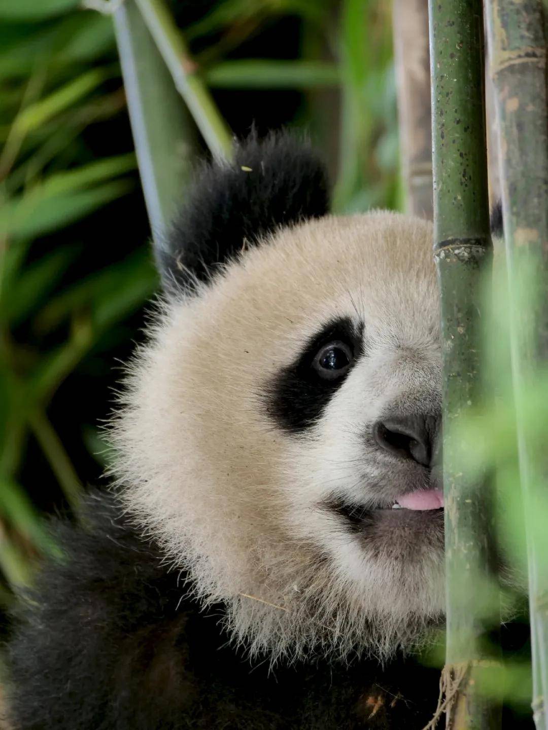 听说四川过年发熊猫手慢无