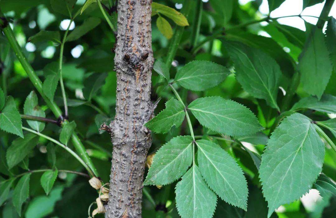 农村一种臭树,但价值很高,树芯含"黄金",曾是民间风湿良药_树木_朋友