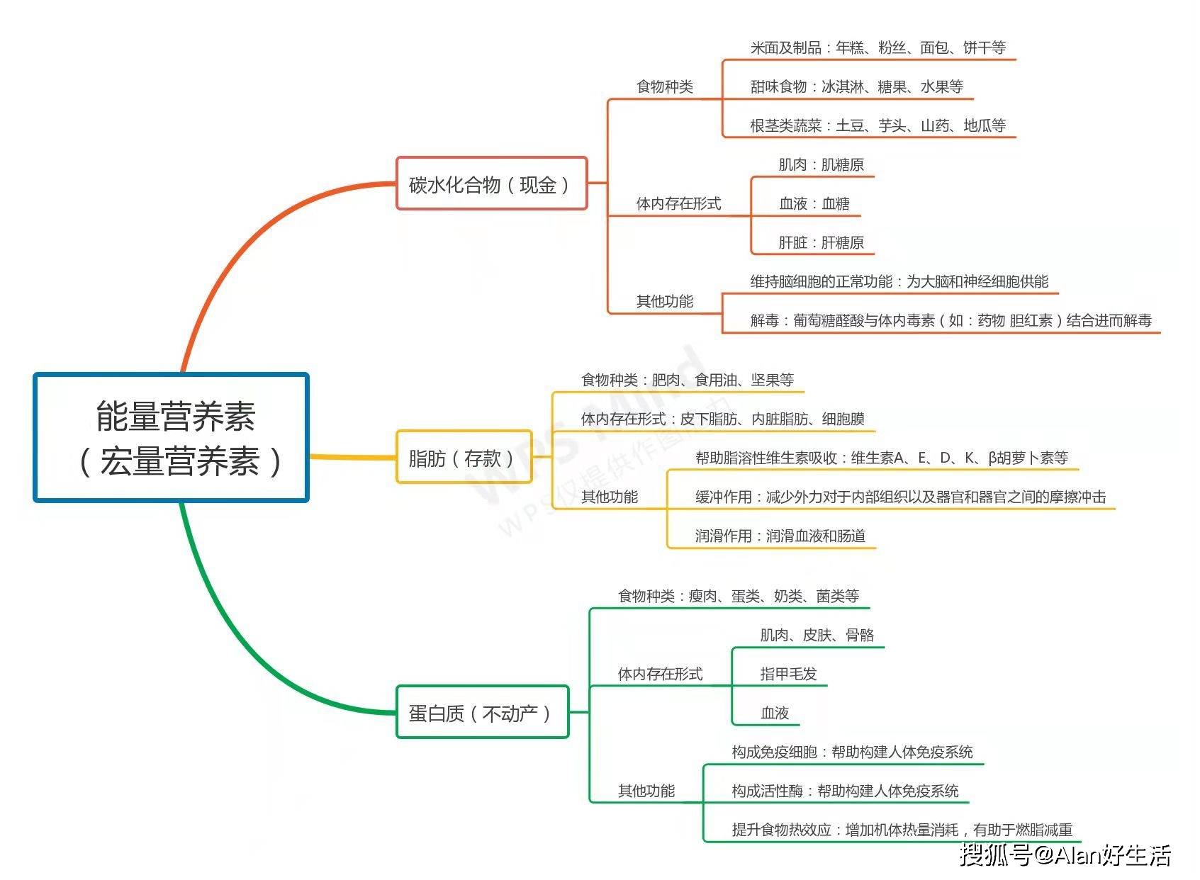 vtn之家不吃肉怎么减肥是真的三大能量营养素的代谢关系