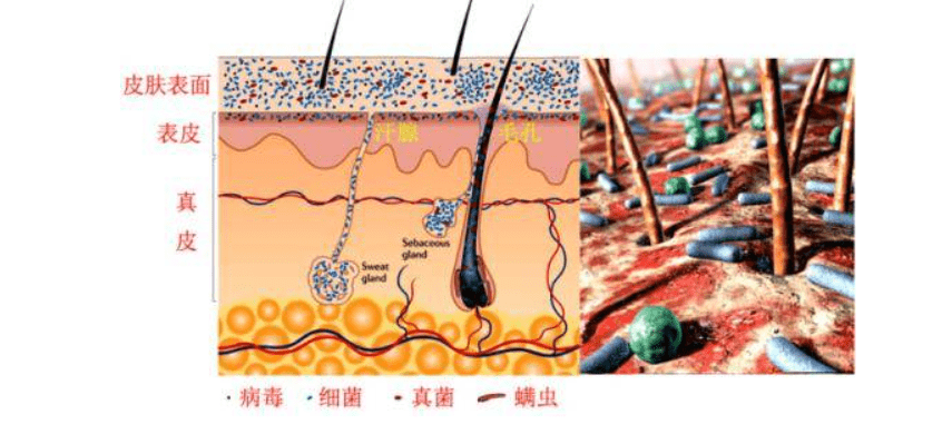 产品油脂过度分泌怎么办？这份真正有效的“控油”护肤方案，建议收藏