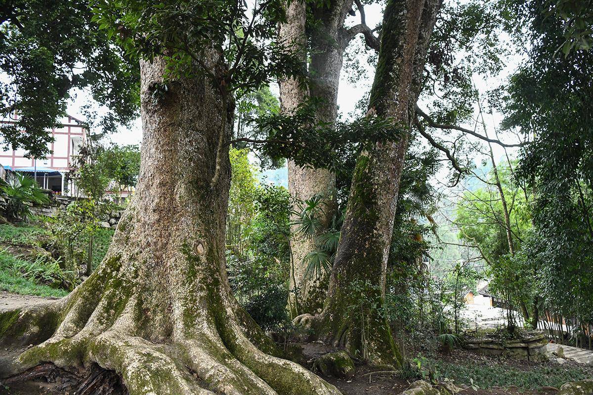 原创金丝楠木有多奢一具金丝楠棺椁值2亿为何少有人种植金丝楠木