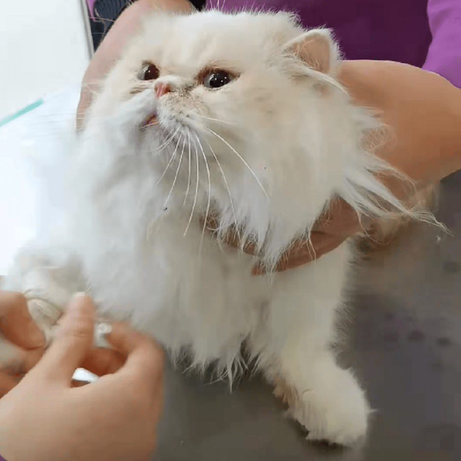 猫咪年前名贵加菲猫被遗弃，带到宠物医院后发现原因，幸好之后因祸得福