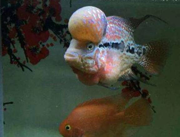 怎么养鱼不掉鳞 576bc7e6f8d9443aa8393917a71555cd.jpeg