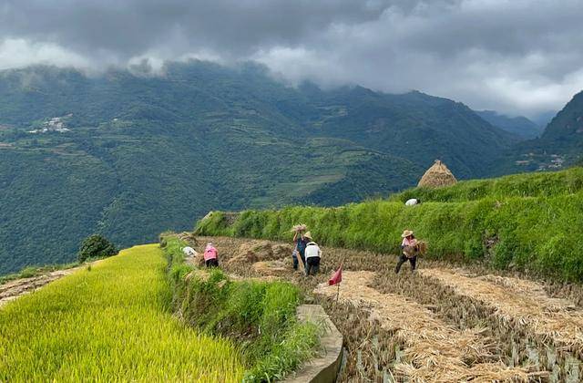 方式|红河岸边收稻谷：种田也太难了，完全是手工，要不要荒地外出打工