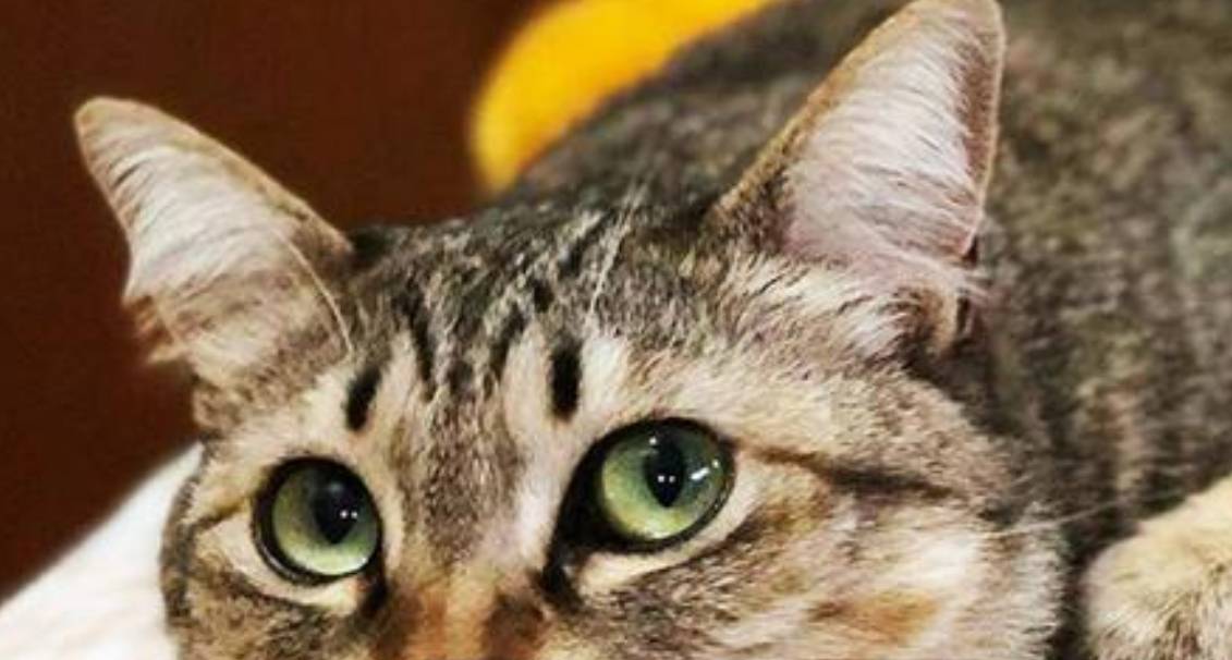 怎么挑选小猫性格 9a357fe2ea1e4cdab08ad76dada01032.jpeg