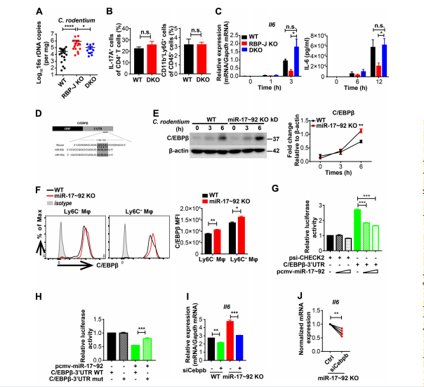 invi dna rna invigentech转染试剂产品介绍