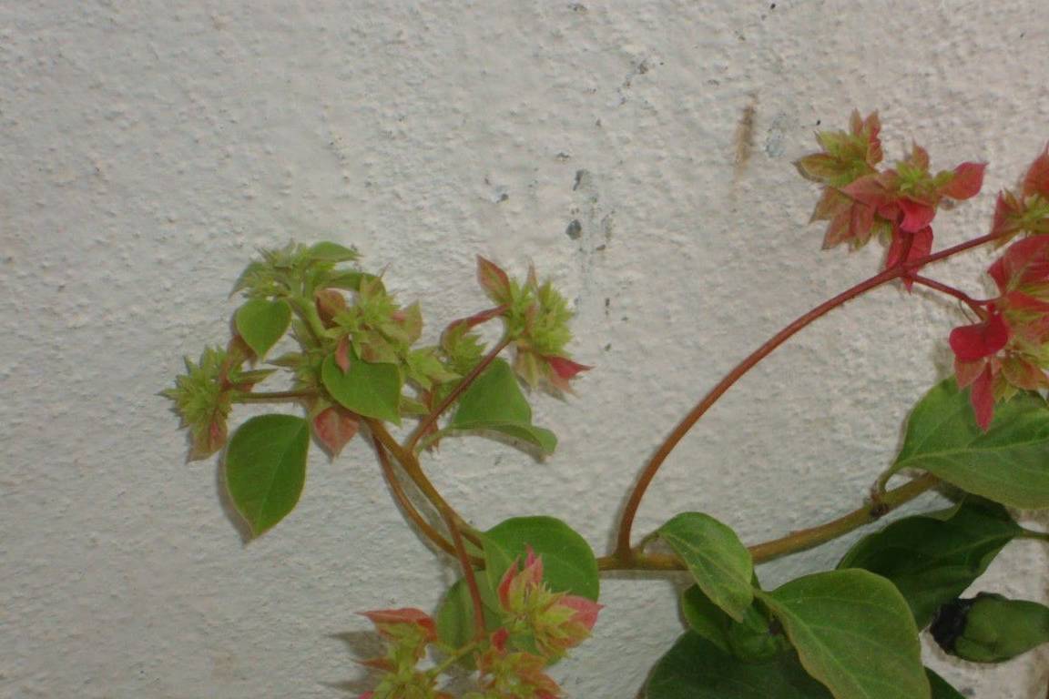 三角梅开花后修剪方法图解大全 607dc03d9a5746d6baa72c661cdc2dc2.jpeg