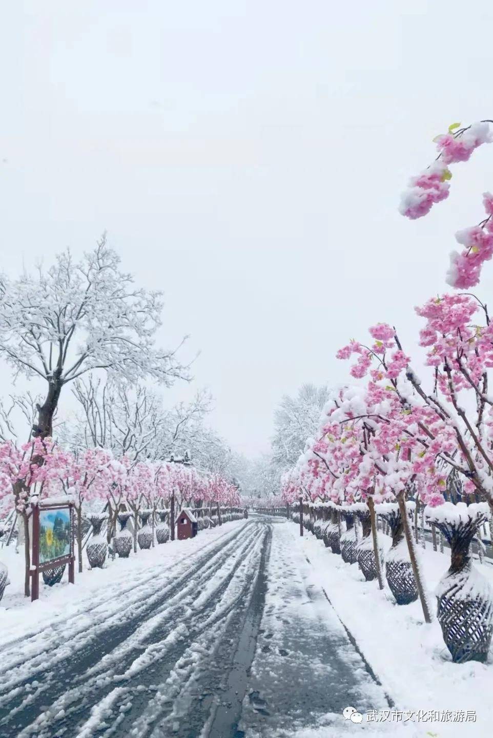 木兰|云游了一番武汉各大景区的雪景 这个年终于圆满了！