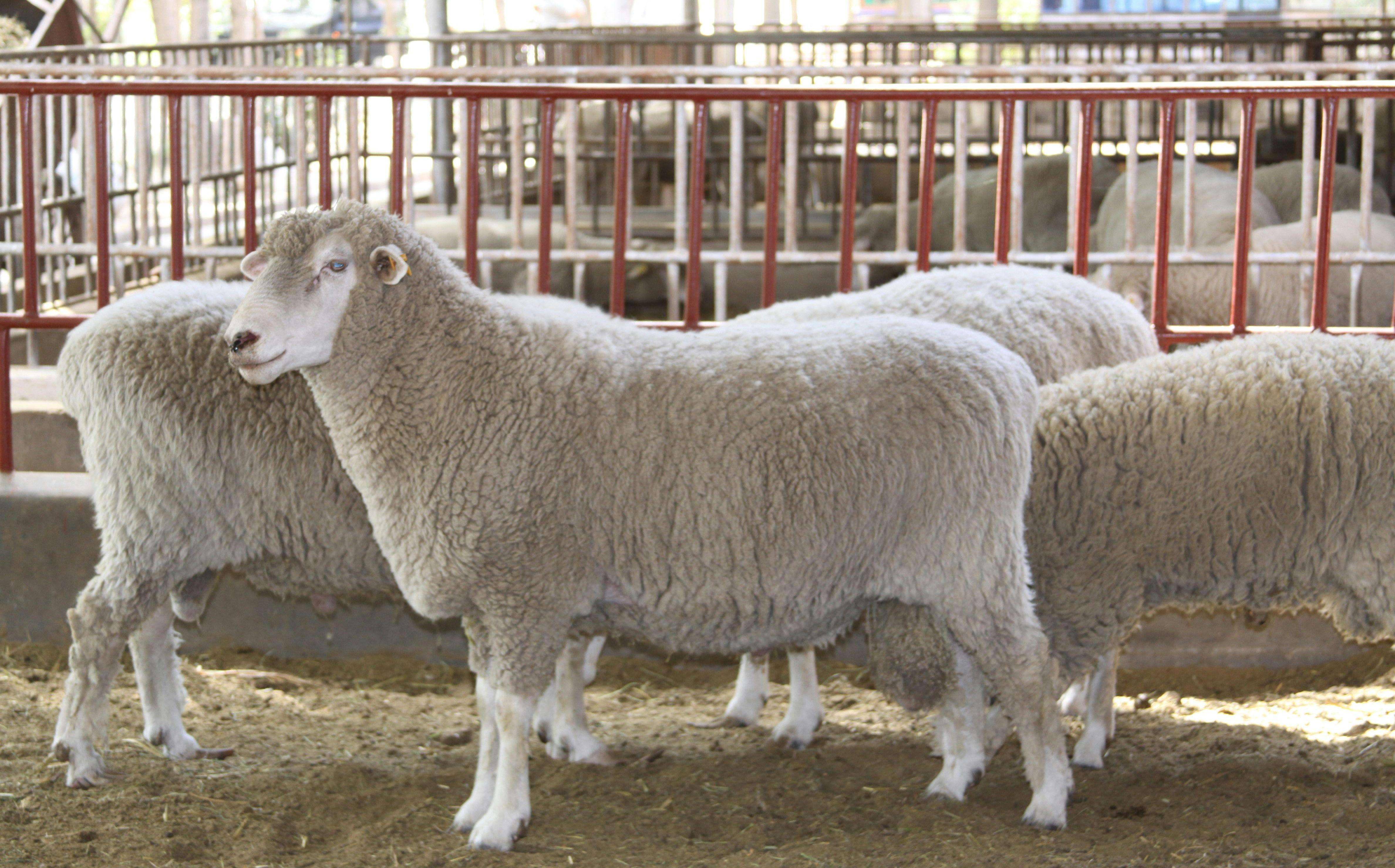养20头羊一年赚多少钱 买20只羊要多少钱