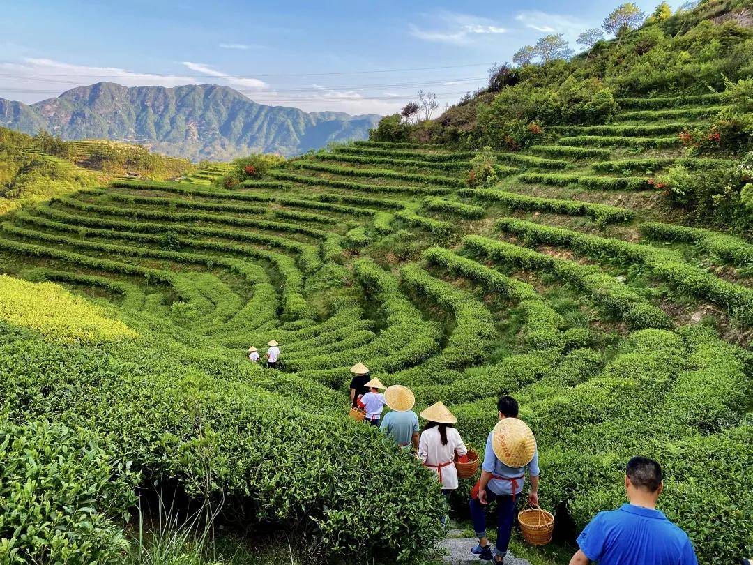 品品香茶业荣获第七届福建省政府质量奖_企业_管理_茶园