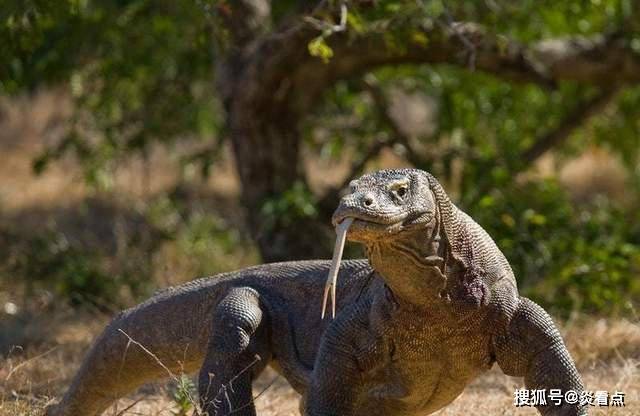 身长不足一米的蜜罐 如何与实力相差悬殊的生物战斗 动物界 毒蛇 狮子