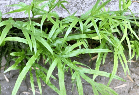 墙壁草的功效与图片图片