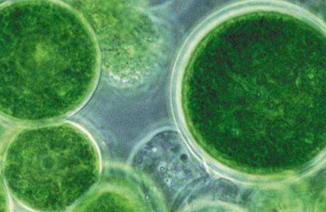 初步筛选五种藻种进行实验分析,分别是栅藻,小球藻,布朗葡萄藻,菱形藻