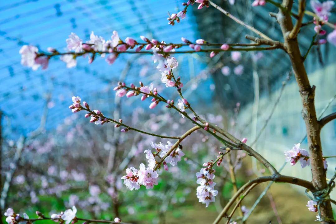 雍阳|赏花进行时：雍阳桃花开满乡村振兴之路