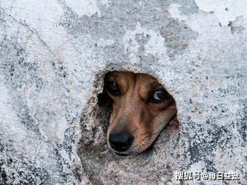 原创狗狗一直躲洞里依靠路人施舍存活背后原因让人心疼