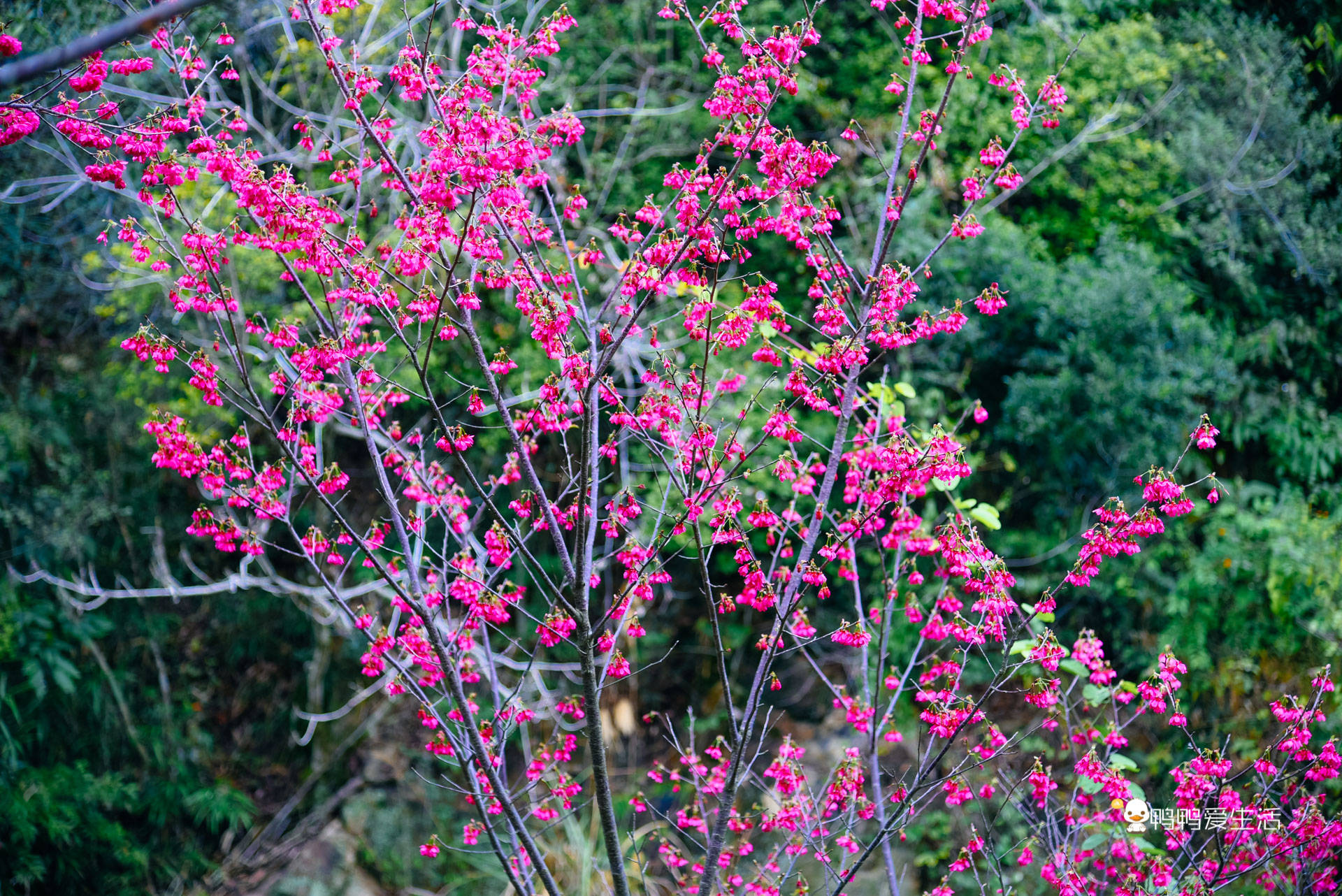 游客|厦门后花园里的赏花好去处，山樱花绽放浪漫非凡，免费开放地铁直达！