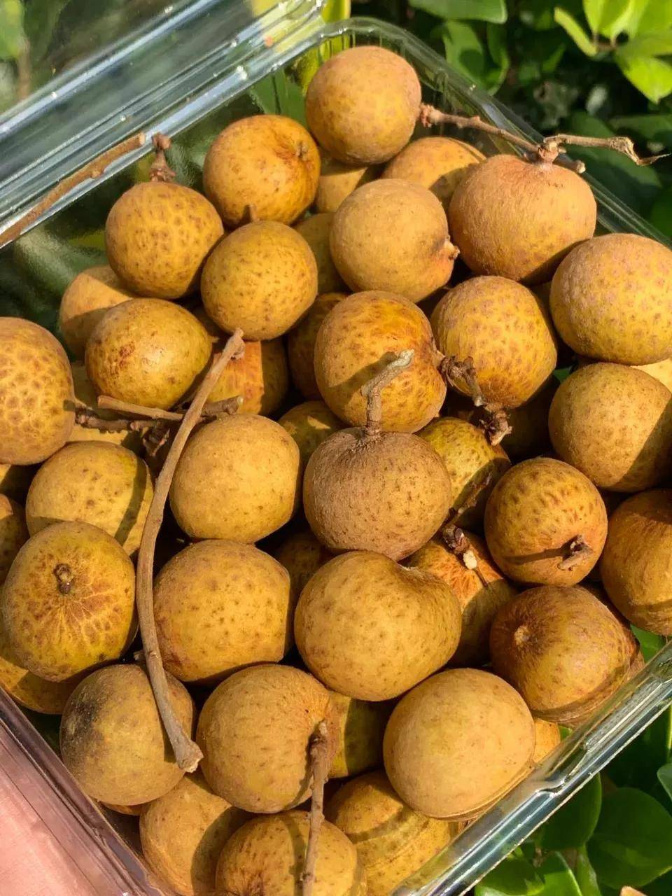 辰颐物语泰国金标龙眼不是所有龙眼都叫金标龙眼