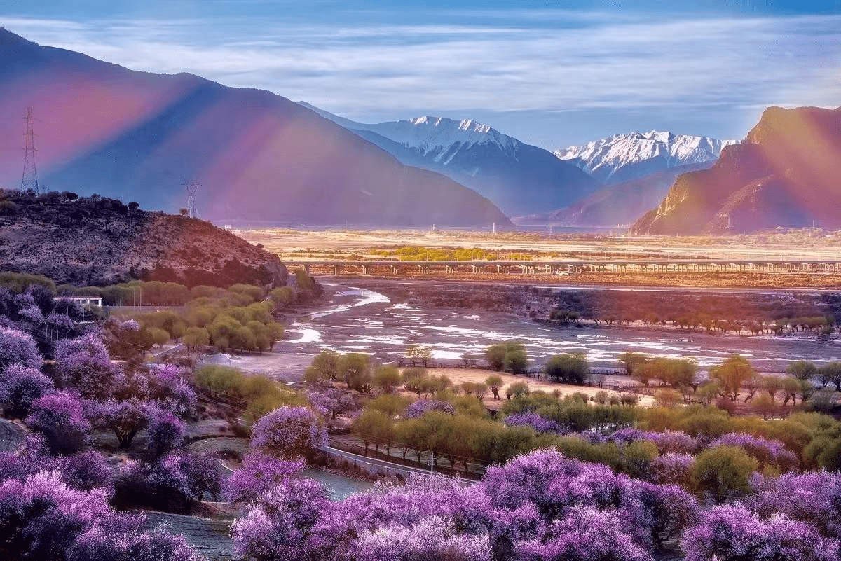 滋味|林芝桃花，一生一定要去看一次