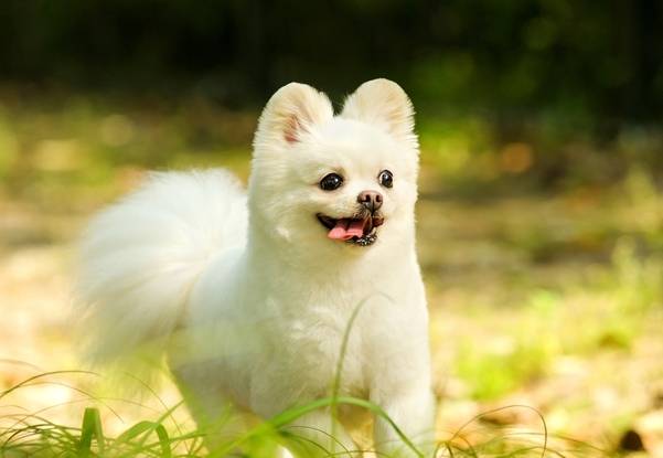 奖励|让狗住笼子残忍?至少这5个好处你不知道,居家训练1