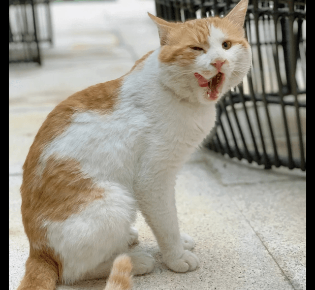 一只猫和一个女孩的头像 7a099836333f442caf3da81efed7a402.png