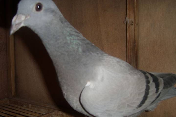 ac65a3e8e7894cd39799aa0929adf328.jpeg