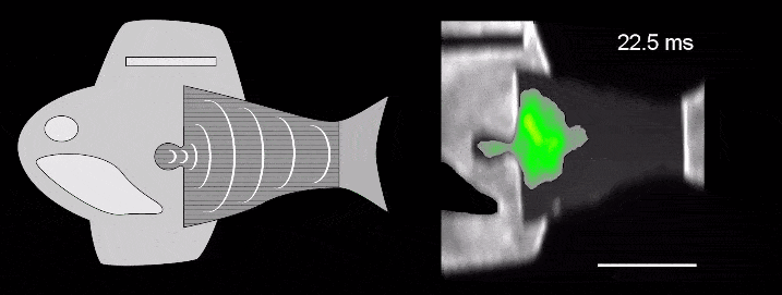 真鱼|用人类心脏细胞造机器鱼,游泳速度比真鱼还快,哈佛新研究登上Science