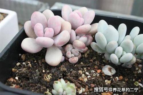 多肉叶片怎么放才生根发芽正确 f9f2e432512f411b8062608cc77a79d0.jpeg