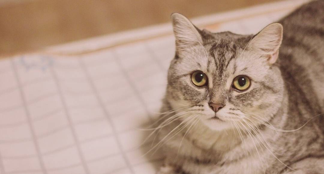 猫咪怎么才能让它安静 fb8c112d01064d1ba86bc639bb4c1d3b.jpeg