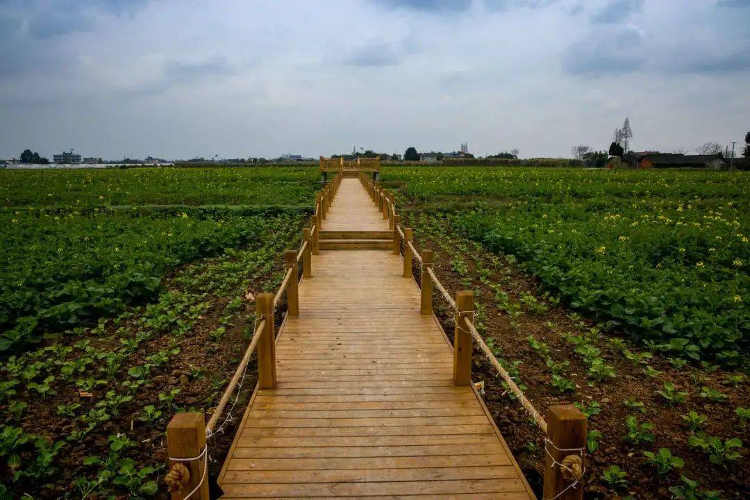 走进乡村看小康,修文镇三宝村油菜花即将盛开迎游客_东坡区_茶座_小时