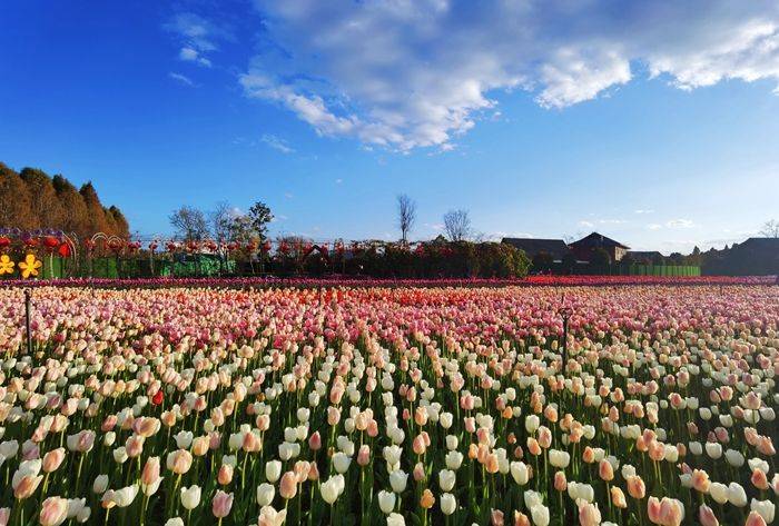 昆明花海景点图片图片