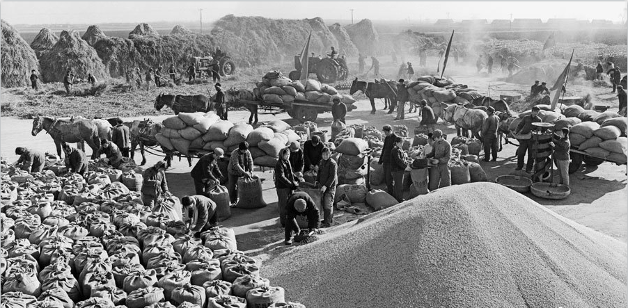 原创上世纪七十年代粮食大丰收人们在地里收割的场面很壮观