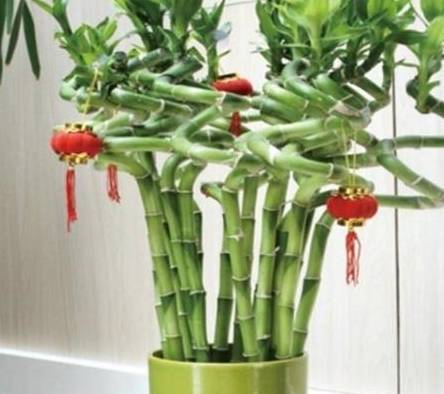 富贵竹几枝 290a926bba764bd1909a02c79a8be293.jpeg