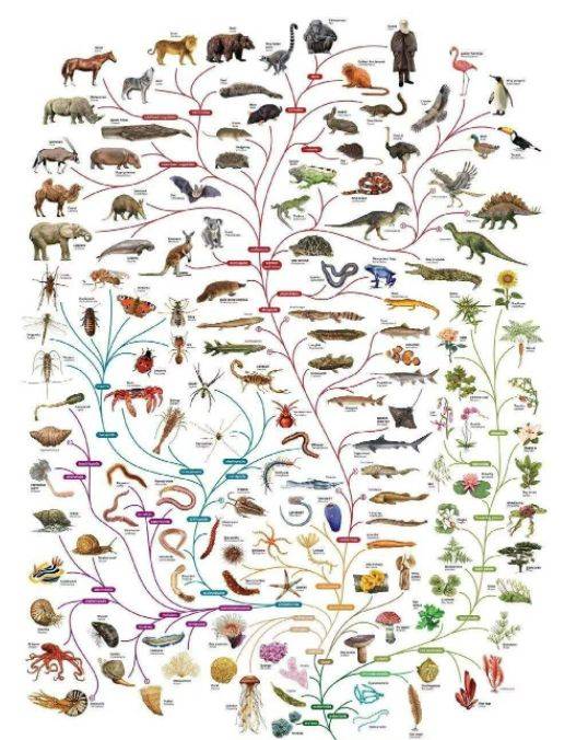原创被进化带偏的物种有多可怕捕鸟树杀鸟为乐忘记传播种子