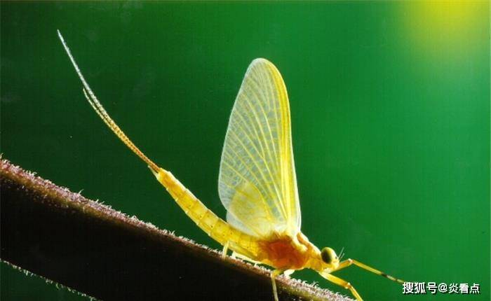 自由自在属于什么词 4ac9c06e9e904da6bbe6dd74cfaf64b9.jpeg