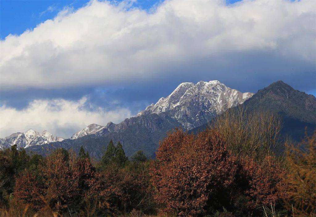 花朵|初春腾冲：油菜花开金灿灿，紫云沫雪白皑皑