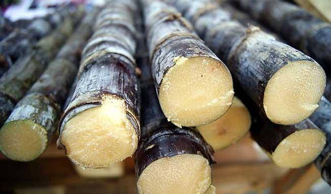 一物|立秋后，常吃甘蔗好处多，但切忌与一物同食，现在知道还不晚