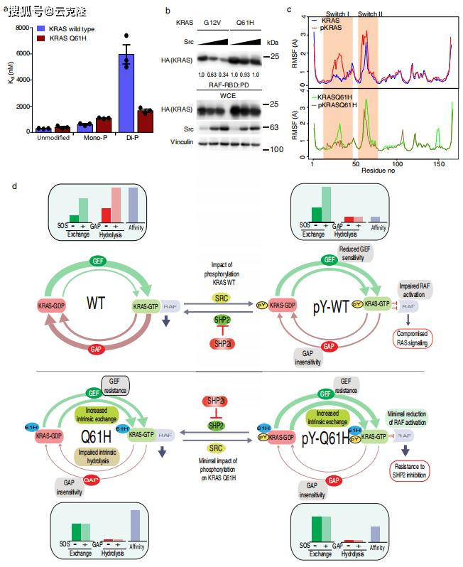 fgfr-inhibitor-mediated dismissal of swi/snf complexes from yap