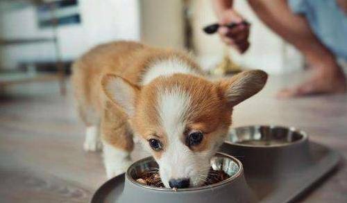 生活|网友说:养狗后,这8个“副作用”太强,一般人承