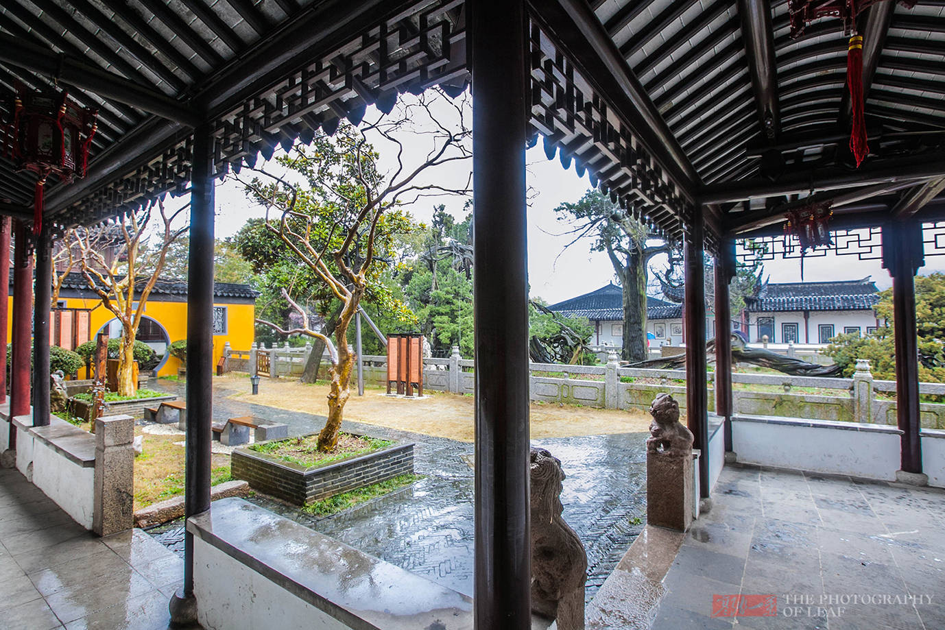 奇景|苏州这棵树被雷劈成两半，1900多年还活着，乾隆赐名“清奇古怪”