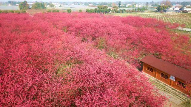 成都市新都秦樱花园图片